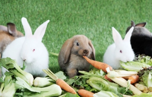 healthy rabbit treats healthy rabbit treats