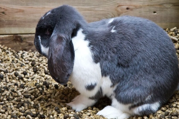 how to use rabbit poop as fertilizer