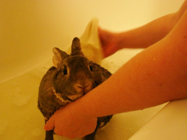 how to clean a rabbit without a bath how to clean a rabbit without a bath