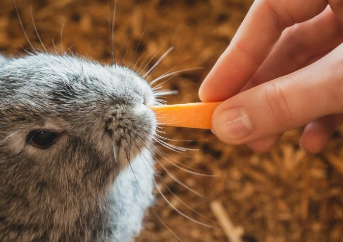 can rabbits eat carrots daily can rabbits eat carrots daily