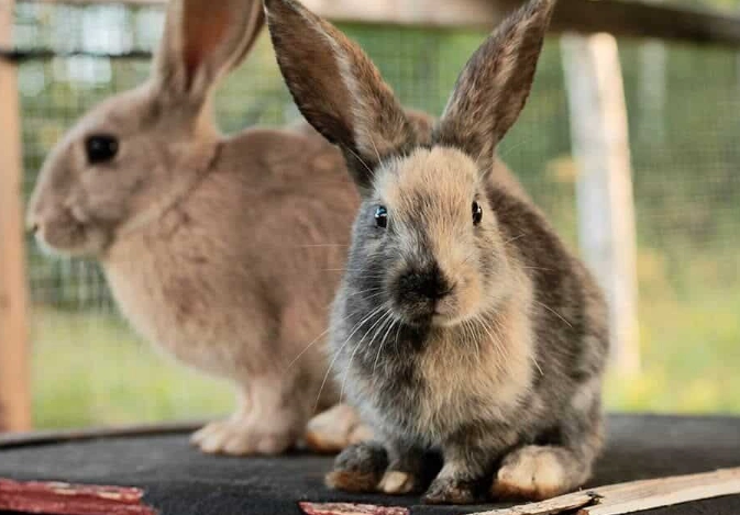 can rabbits eat bread can rabbits eat bread