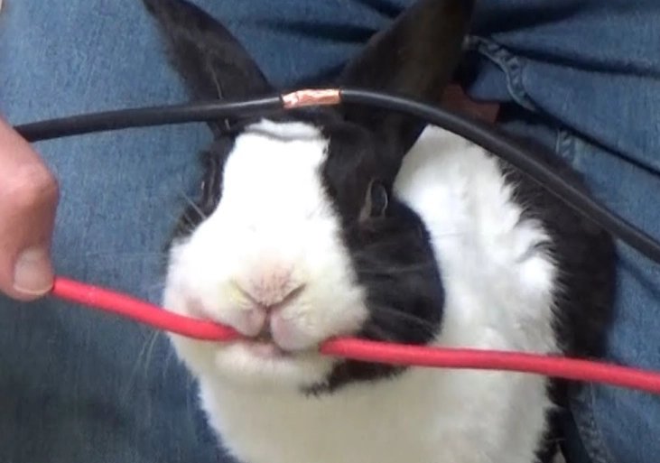 rabbit color blindness rabbit color blindness