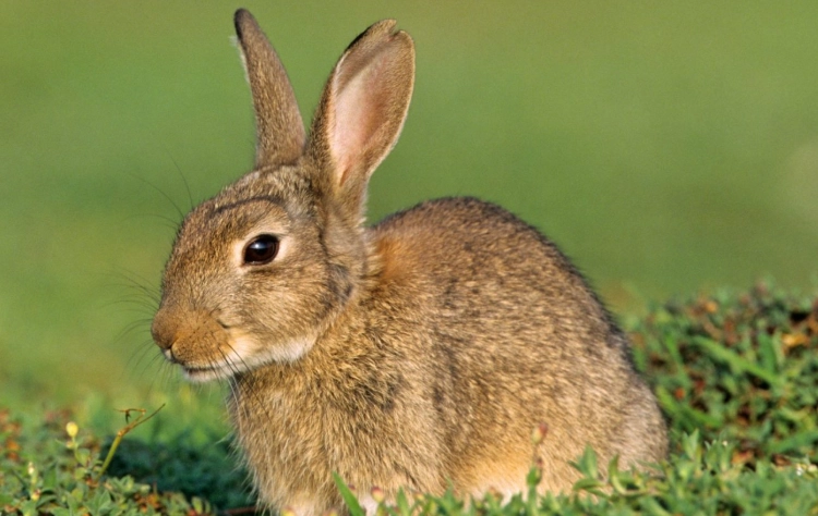 rabbit diet dangers rabbit diet dangers