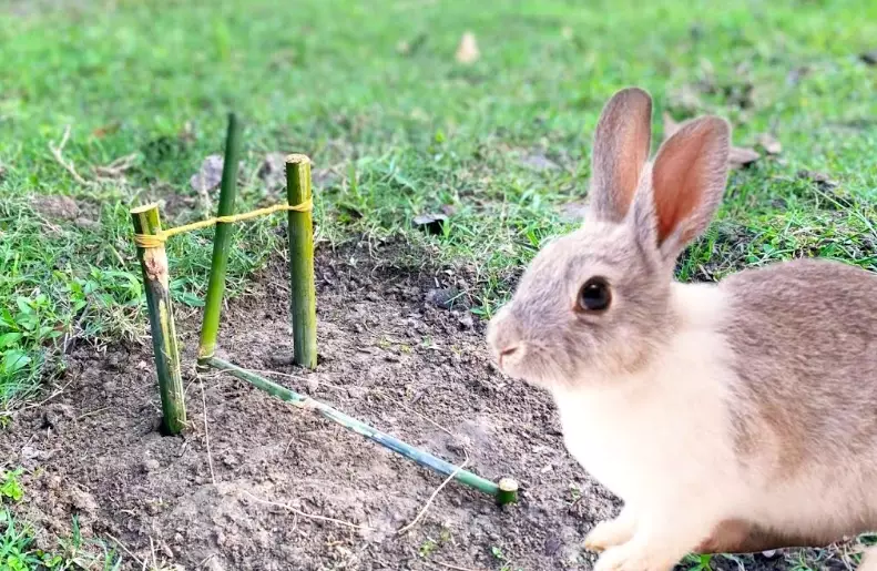 live trap for rabbits live trap for rabbits