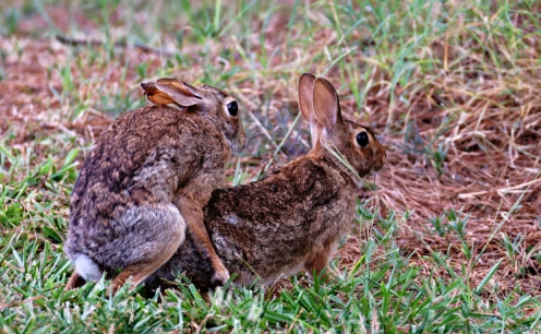 rabbit mating behavior rabbit mating behavior
