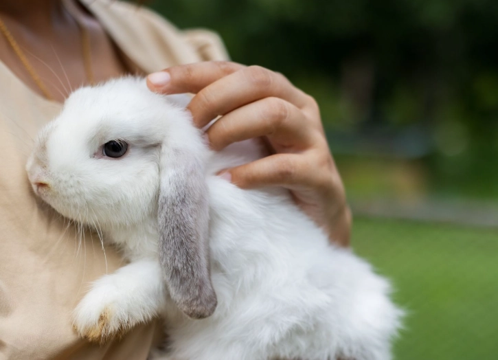 how long do bunny rabbits live for
