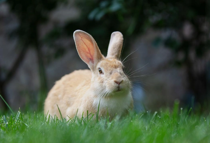 rabbit life expectancy rabbit life expectancy