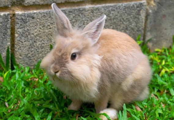 pet rabbit life expectancy