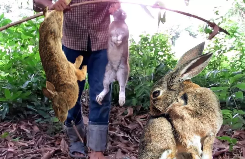 catch a rabbit humanely catch a rabbit humanely