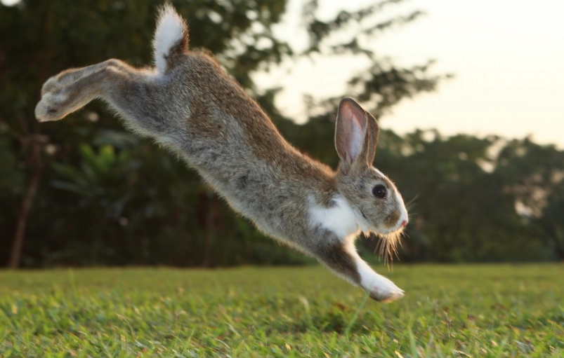 how high can rabbits jump how high can rabbits jump