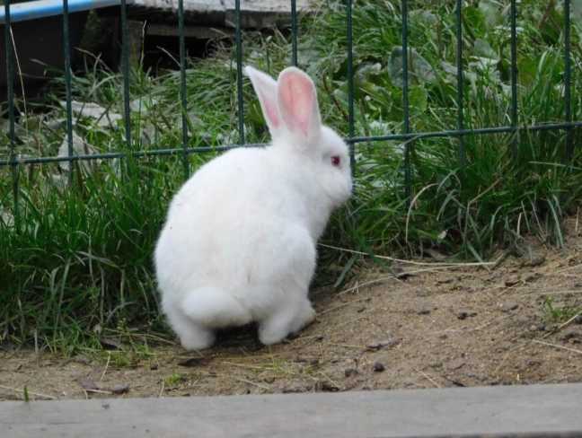 rabbit repellent rabbit repellent