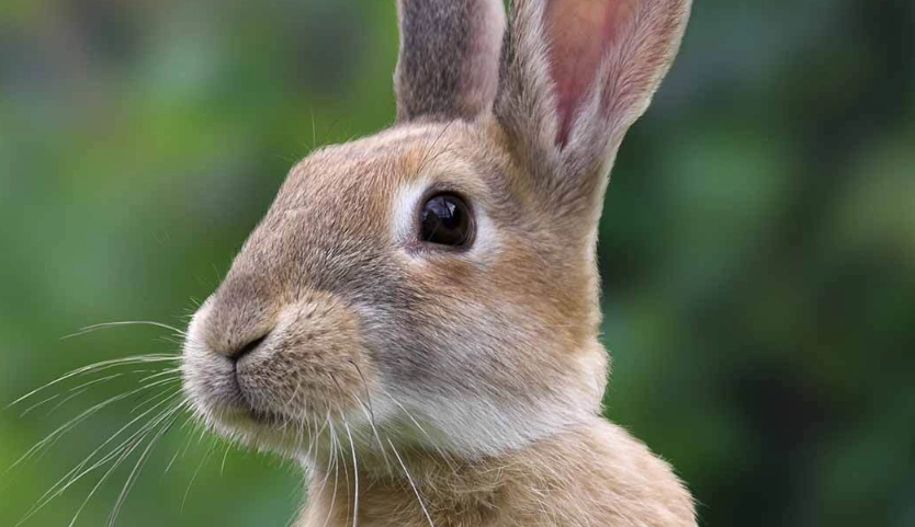 pet rabbit life expectancy