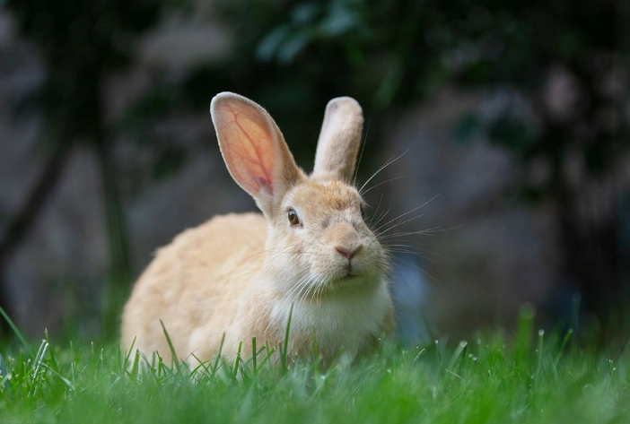 how long do rabbits live