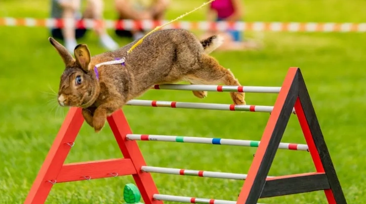 how high do rabbits jump