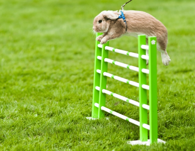 rabbit jumping height rabbit jumping height