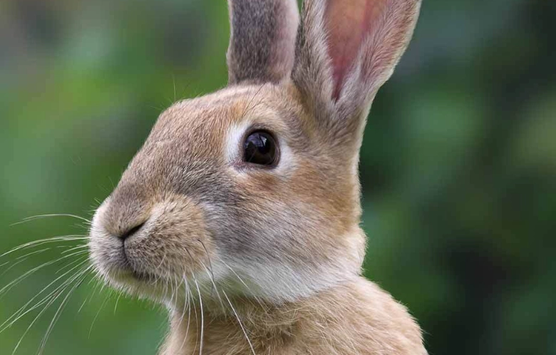 how long do rabbits live