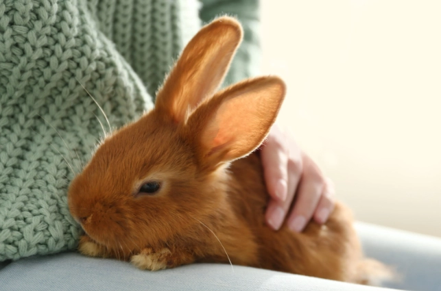 do rabbits make good pets