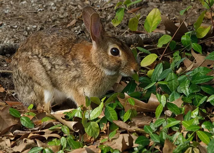 keep rabbits out of garden keep rabbits out of garden
