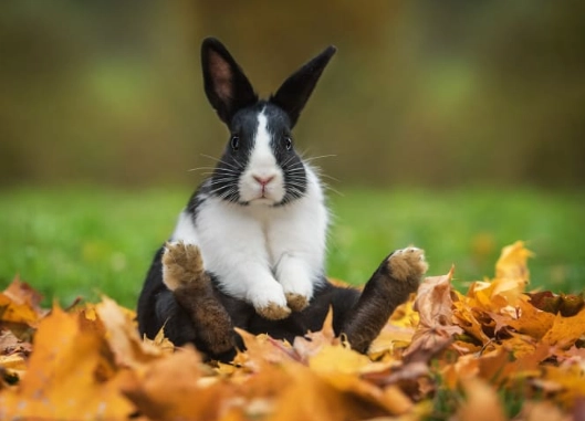 pet rabbit life expectancy