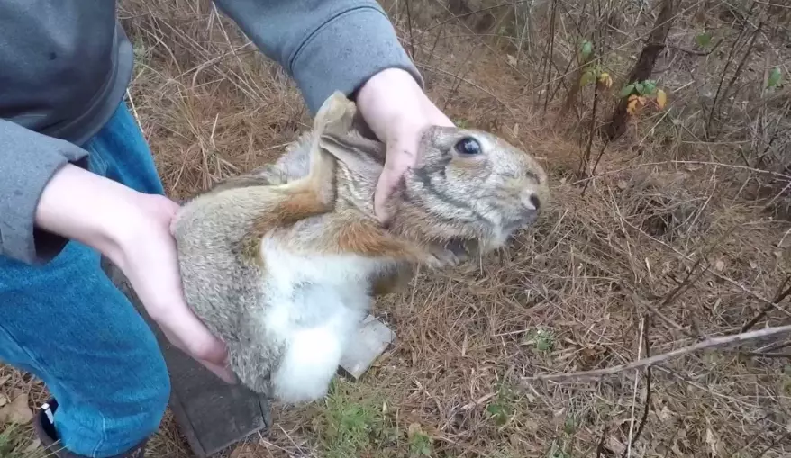 live trap for rabbits live trap for rabbits