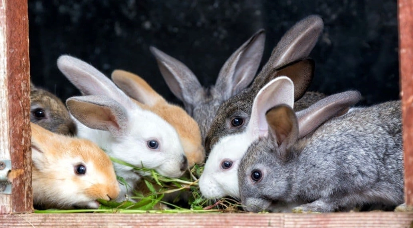 rabbit lifespan rabbit lifespan