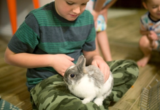 rabbit care guide