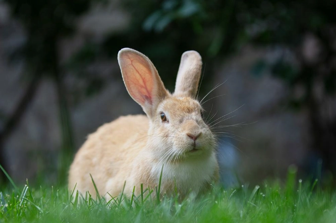 pet rabbit care pet rabbit care