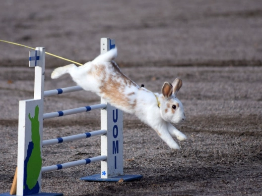 pet rabbit safety pet rabbit safety