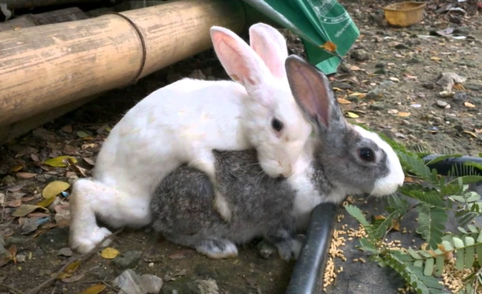 rabbit mating behavior rabbit mating behavior