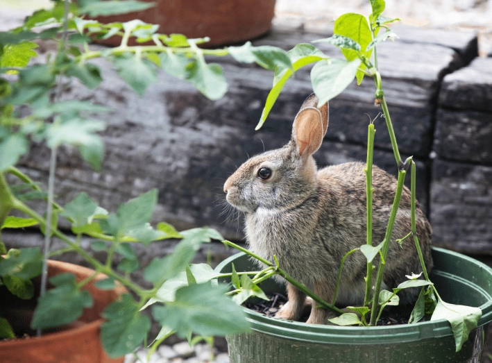 how to deter rabbits from garden