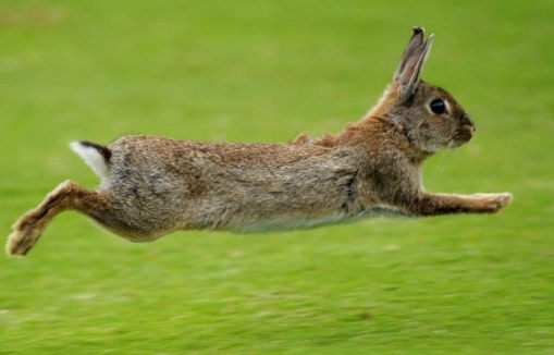 pet rabbit care pet rabbit care