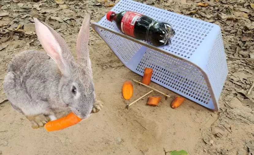 catch a rabbit humanely catch a rabbit humanely