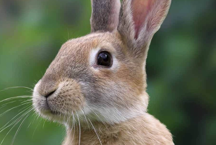 pet rabbit lifespan pet rabbit lifespan
