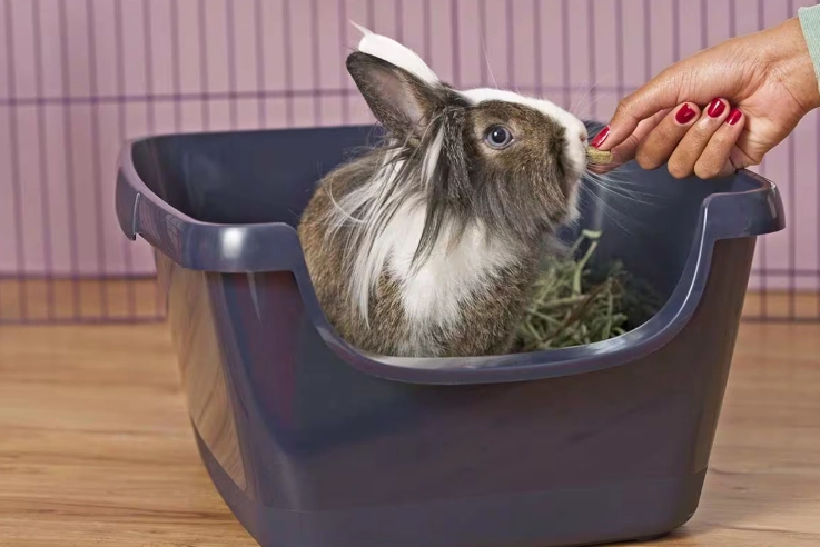 how to litter train a rabbit