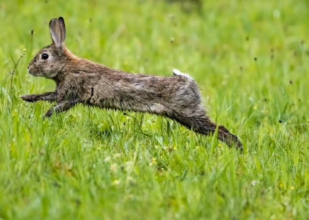 male vs female rabbit
