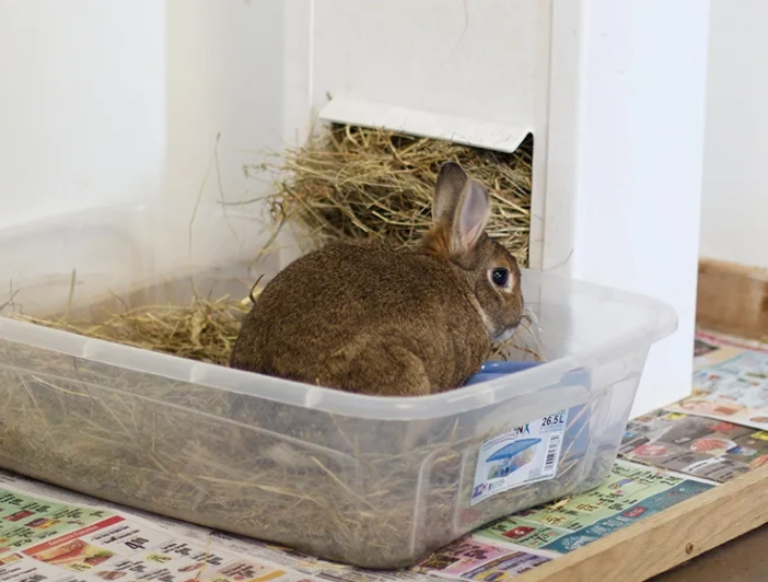 rabbit litter box setup rabbit litter box setup