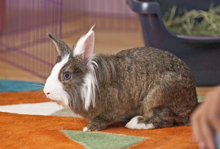 best litter for rabbits