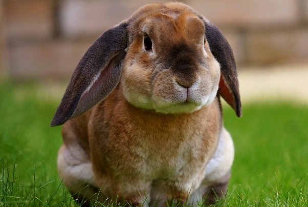male vs female rabbit
