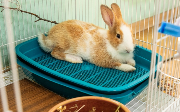 how to litter train a rabbit how to litter train a rabbit