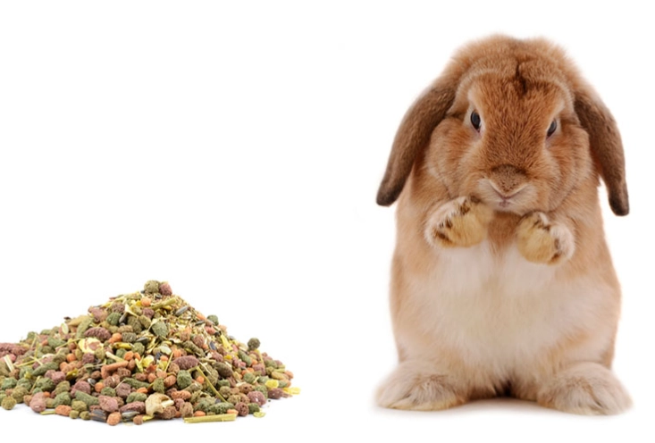 what do baby rabbits eat