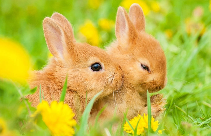 feeding baby rabbits