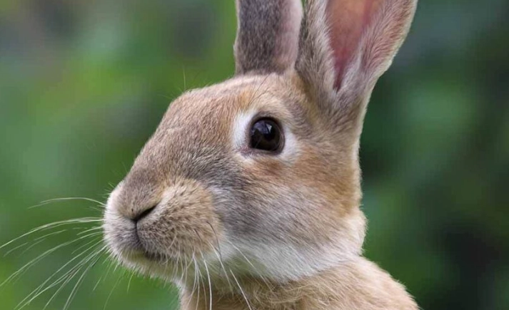 rabbit lifespan rabbit lifespan