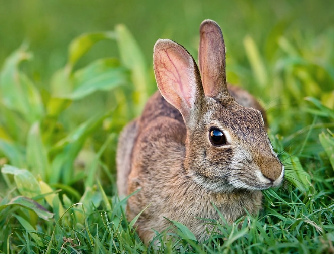 is rabbit a rodent is rabbit a rodent