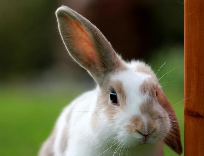 determine rabbit gender