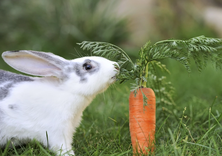 what do baby rabbits eat