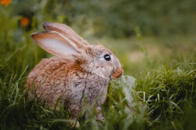 are rabbits rodents are rabbits rodents