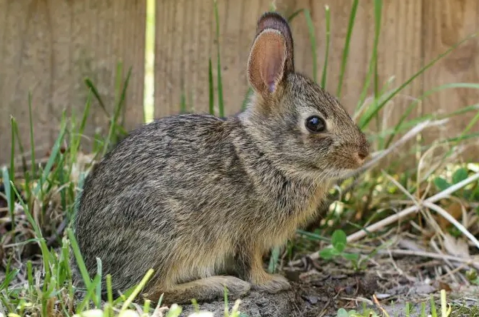 are rabbits rodents are rabbits rodents