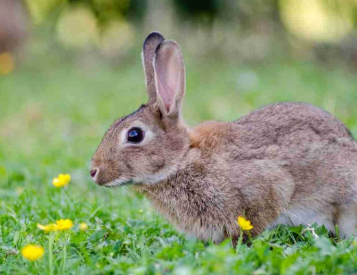 rabbit rodent difference rabbit rodent difference