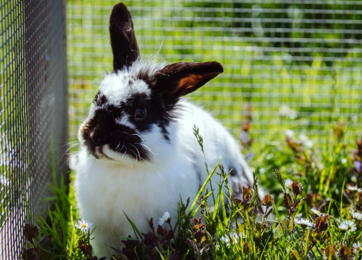 how long do pet rabbits live how long do pet rabbits live