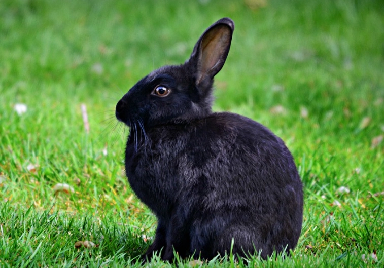 is rabbit a rodent is rabbit a rodent